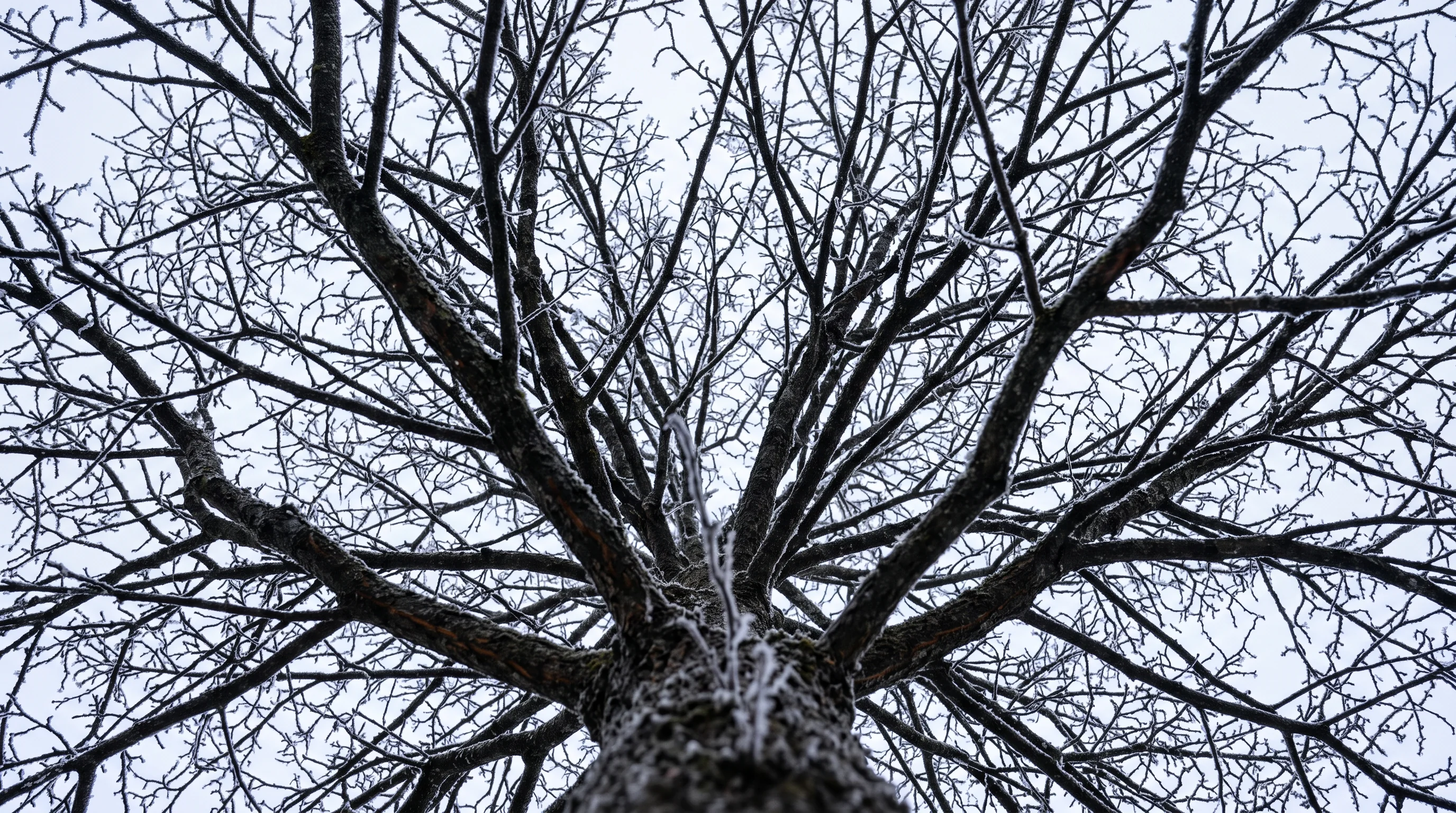 Bäume fällen im Winter: kahle Kronenstruktur eines Laubbaums gegen den Winterhimmel