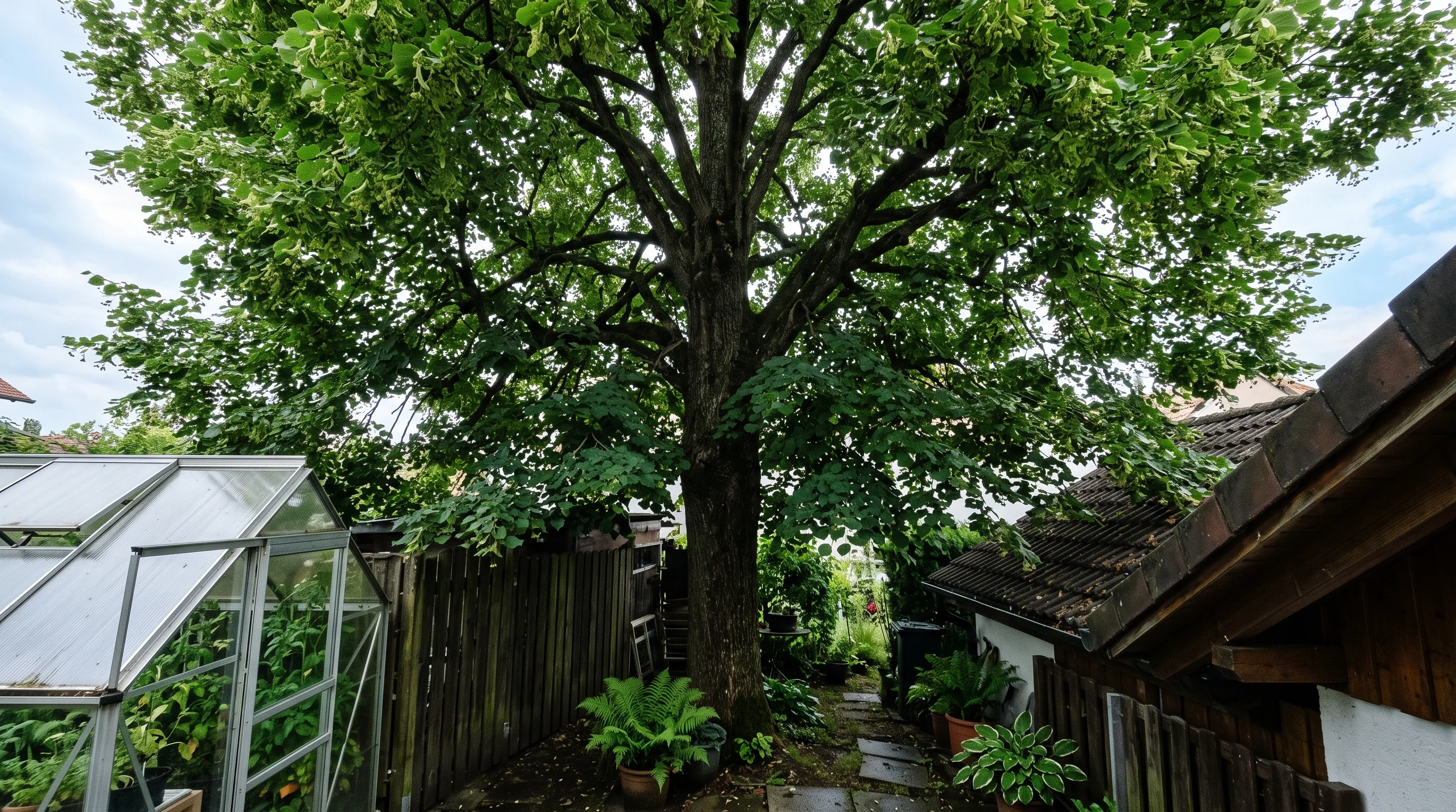 Baum im beengten Garten fällen mit Seilklettertechnik in luftiger Höhe