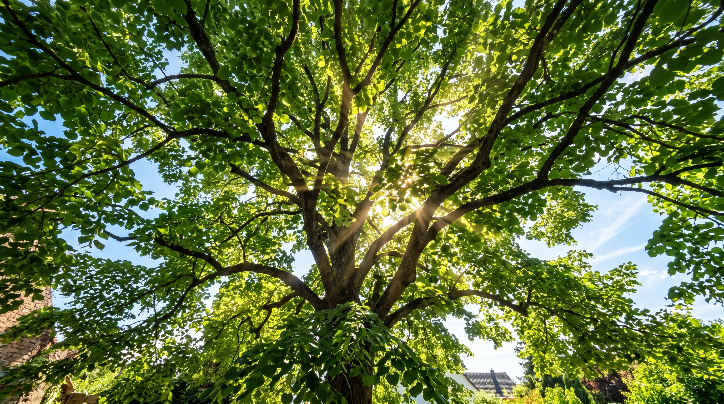 Baumgutachten Ulm — Blick durch eine dichte Linden-Baumkrone mit Sonnenstrahlen durch das Blätterdach