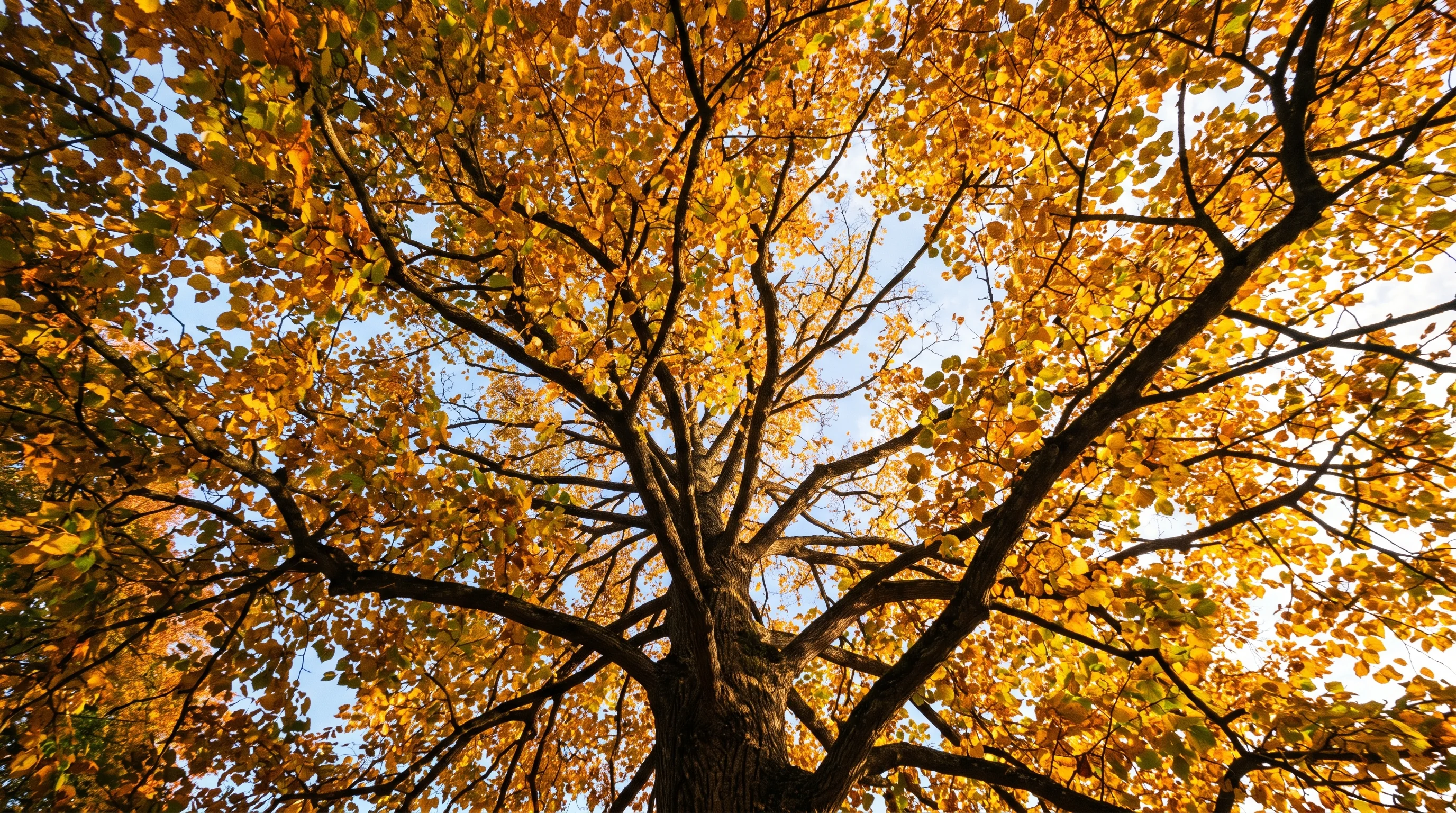 Baumschnitt im Herbst an einem Laubbaum mit goldenem Herbstlaub in Ulm