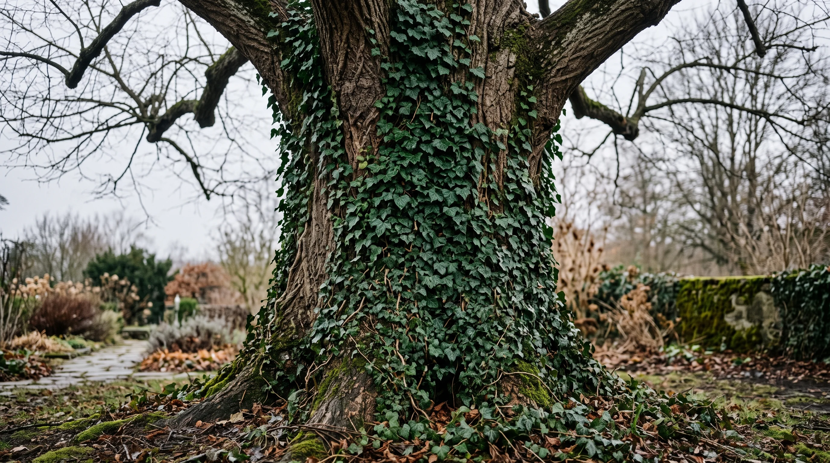 Dichter Efeubewuchs an einem alten Baumstamm im Garten, Übergang zwischen Efeublättern und freier Rinde