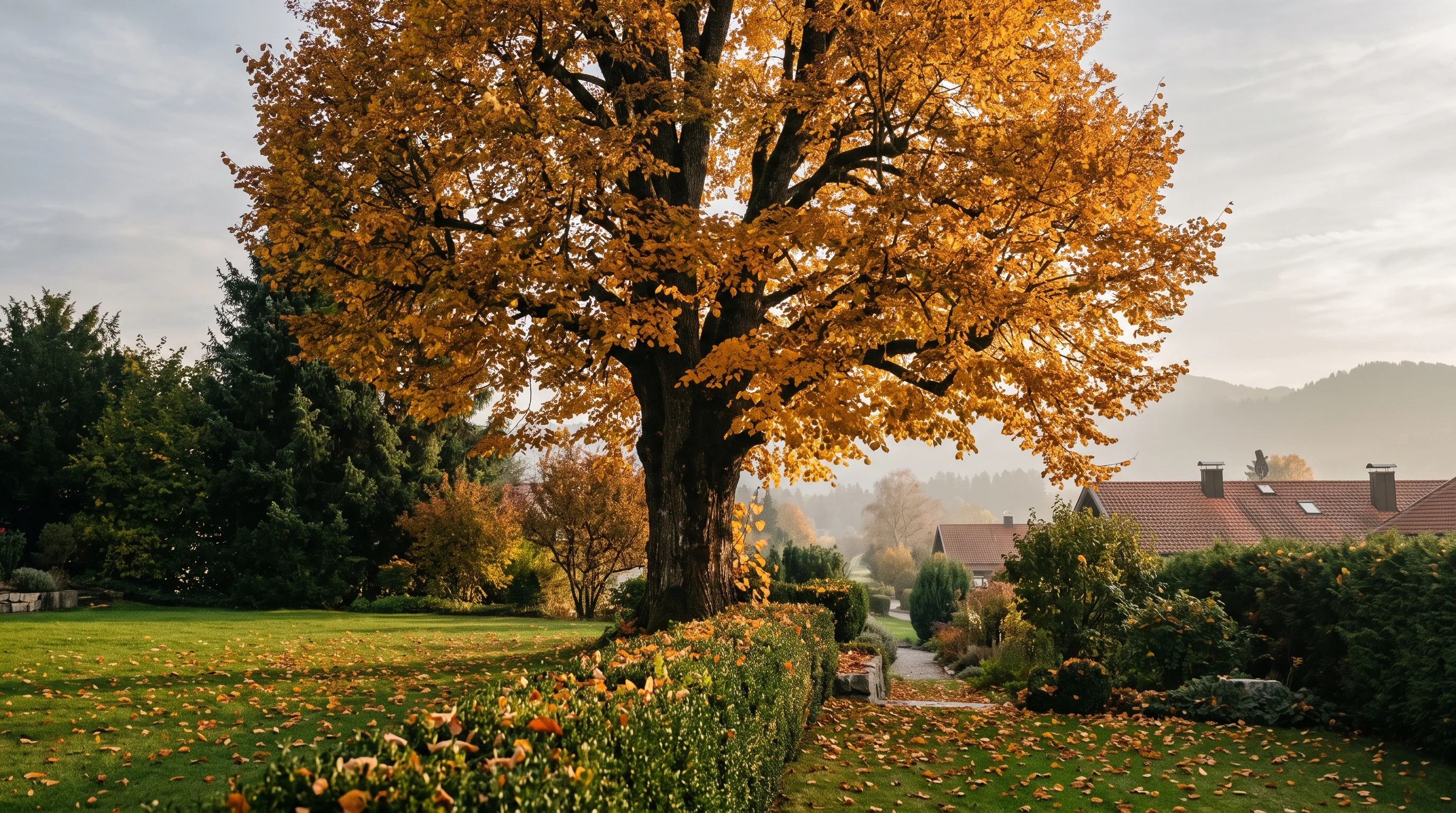 Gartenarbeit im Herbst: großer Laubbaum mit goldenem Herbstlaub in einem gepflegten Garten