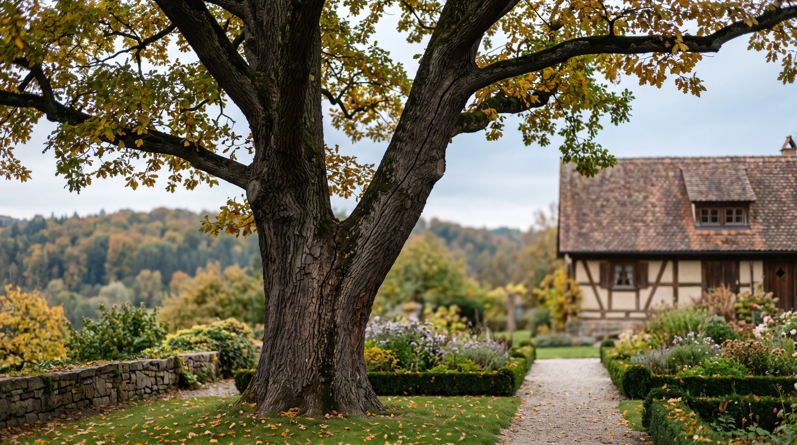 Alte Baumkrone mit sichtbarer Rissbildung am Stammansatz in einem gepflegten Garten