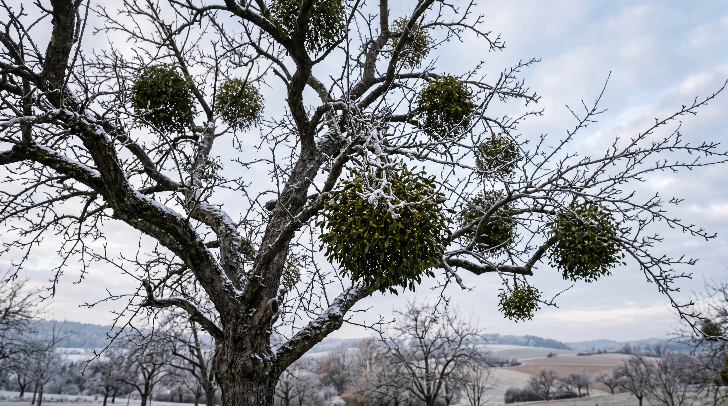 Misteln entfernen: dichte Mistelkugeln in der kahlen Krone eines alten Apfelbaums im Winter
