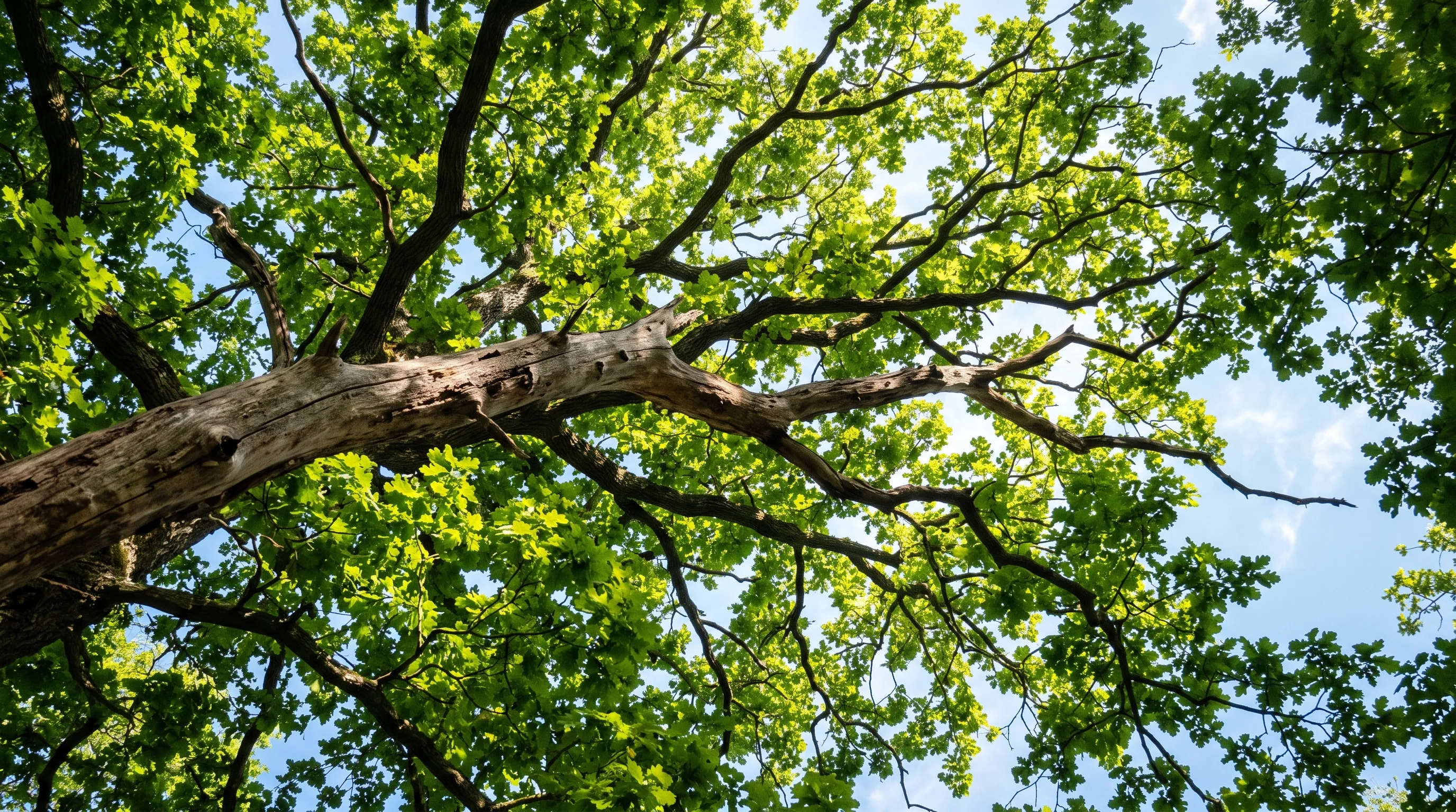 Totholzentnahme am Baum: abgestorbener Ast in grüner Baumkrone von unten fotografiert