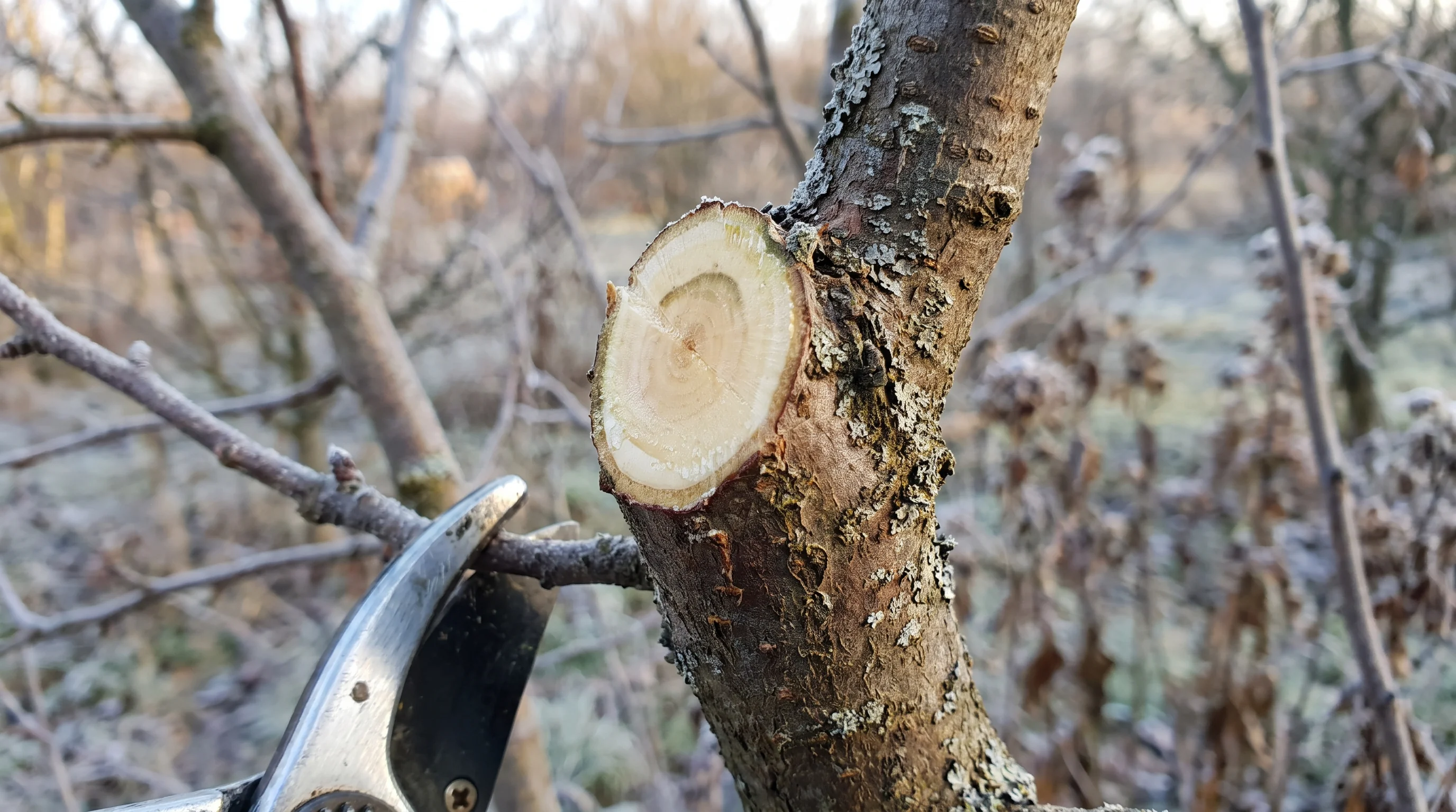 Wann Apfelbaum schneiden – Nahaufnahme frische Schnittfläche an Apfelzweig im späten Winter