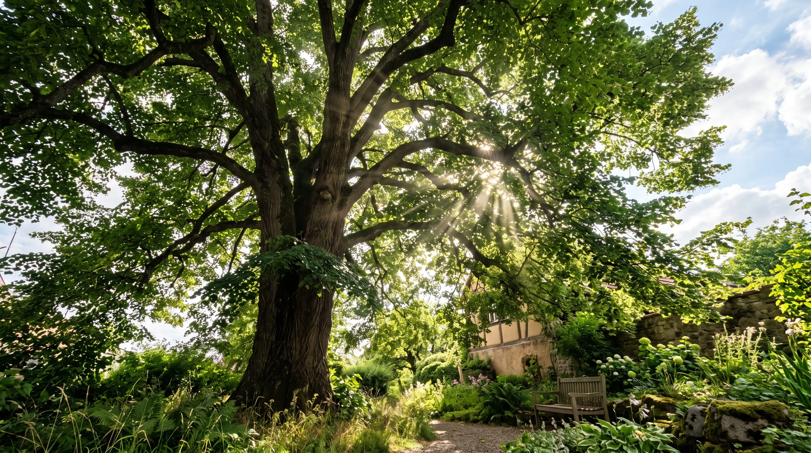 Großer alter Lindenbaum in einem süddeutschen Privatgarten – welche Bäume darf man ohne Genehmigung fällen?