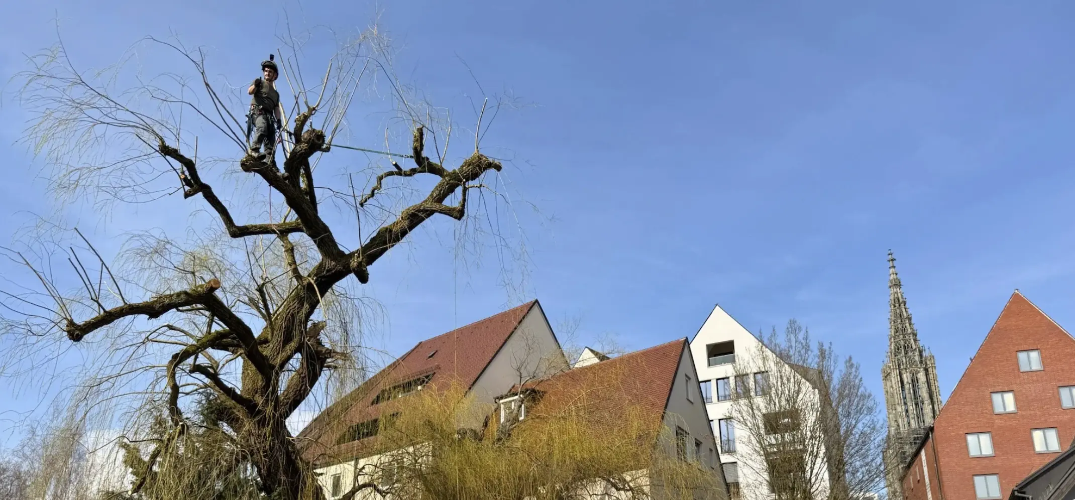 Naturdenkmäler-Pflege im Ulmer Fischerviertel