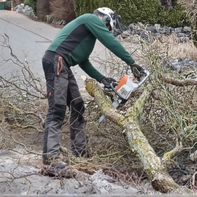 Sichere Baumfällung in Ulm mit Seilklettertechnik – Baumpflege Schlupek