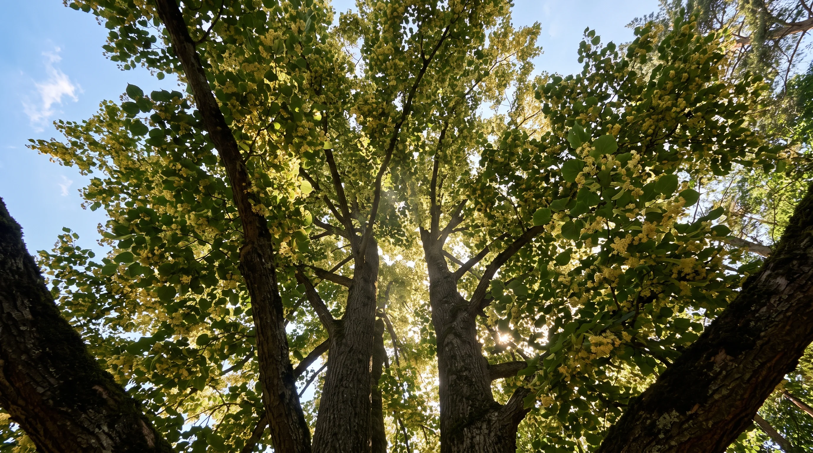 Bienenfreundliche Bäume: blühende Lindenkrone mit gelben Blütenrispen im Sonnenlicht