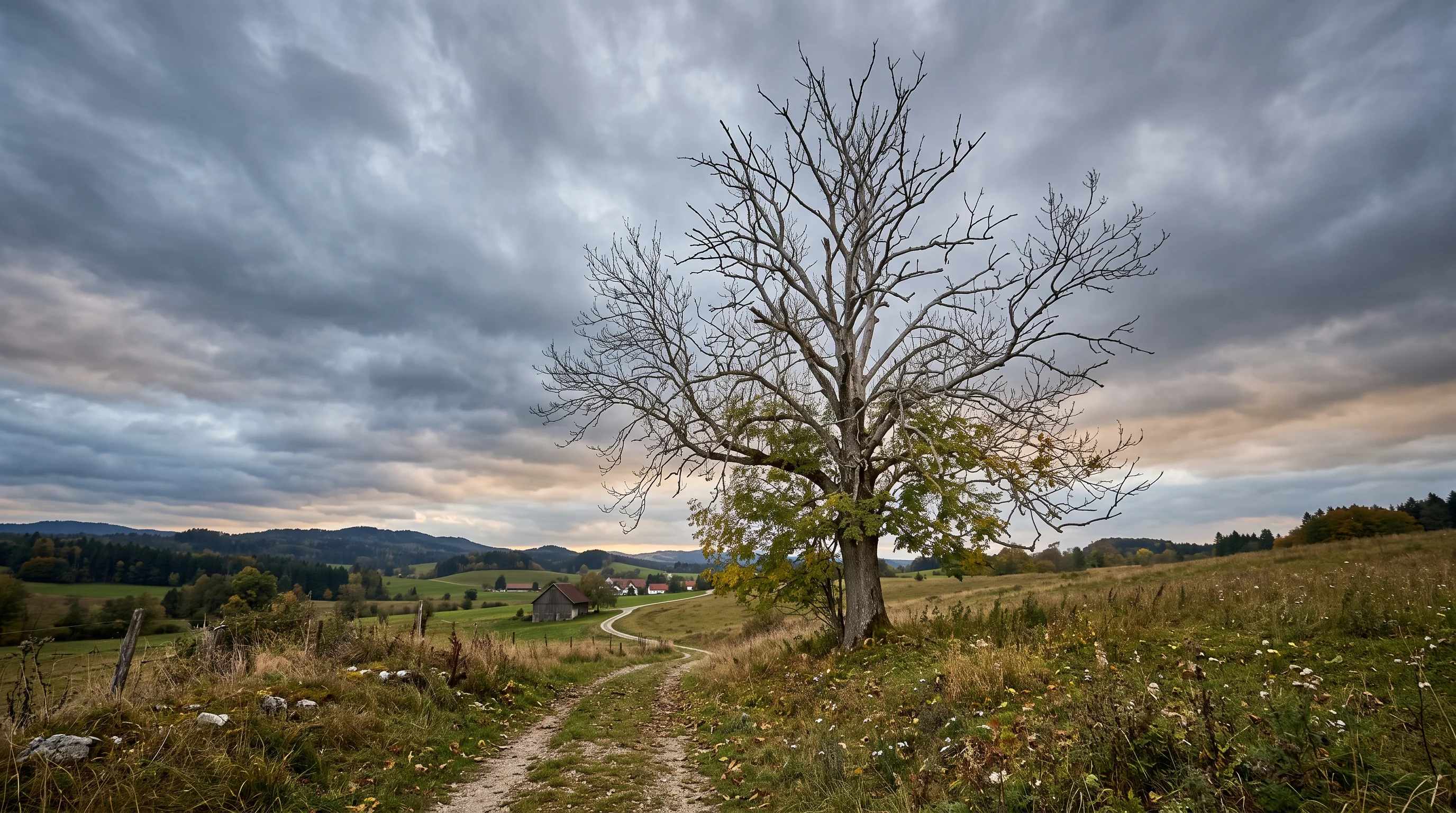 Esche fällen: abgestorbene Eschenkrone mit kahlen Ästen vor herbstlichem Himmel