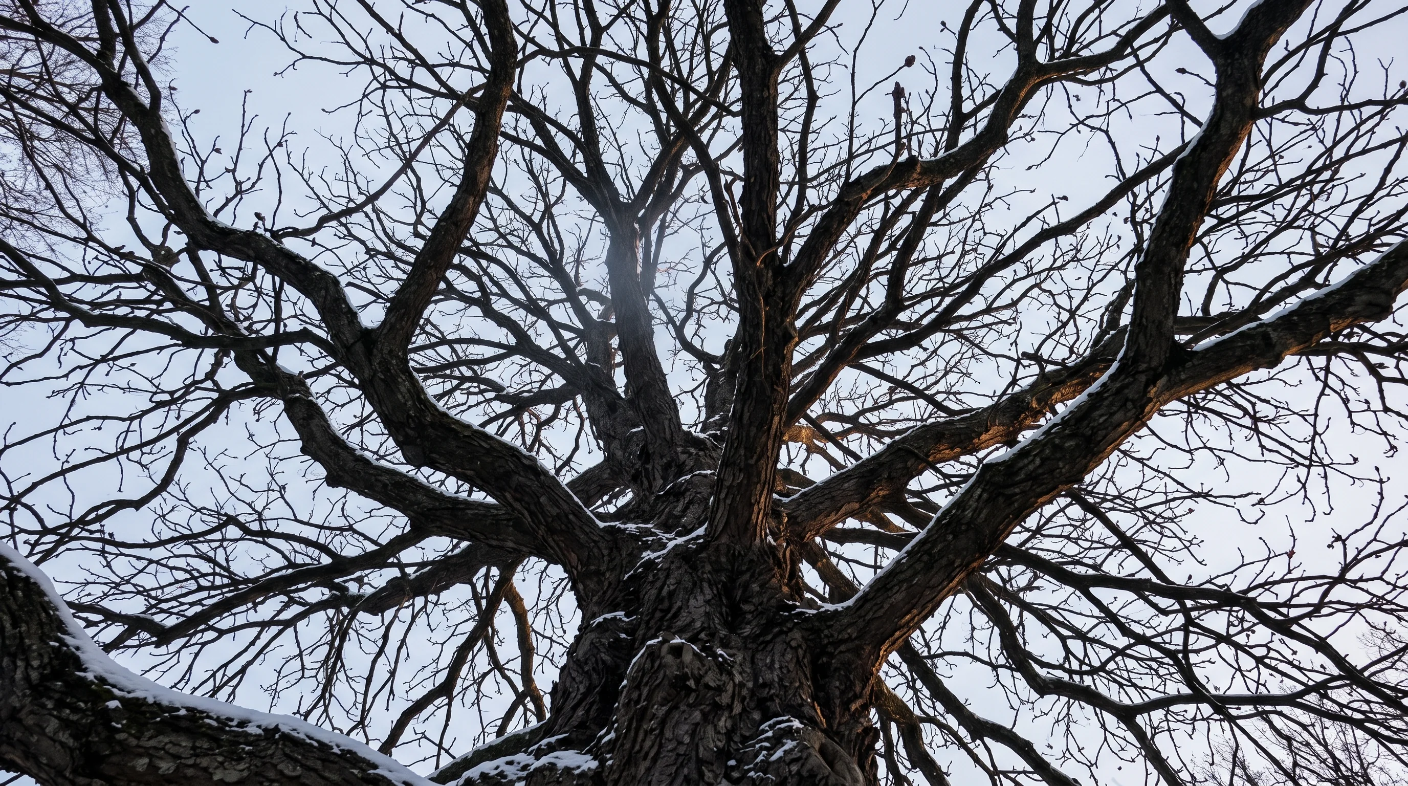Kastanie schneiden: mächtige Rosskastanienkrone im Winter von unten gesehen